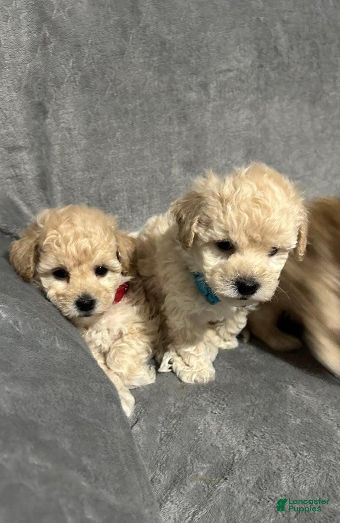 Maltipoo dogs for sale: Sam - Ad 20