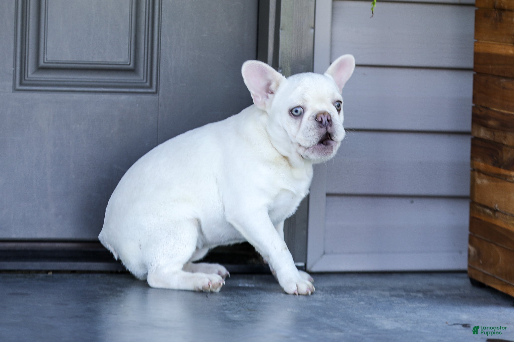 French Bulldog dogs for sale: Dora - Ad 4