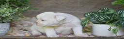 Olde English Bulldogge dogs for sale: Archie - Ad 4