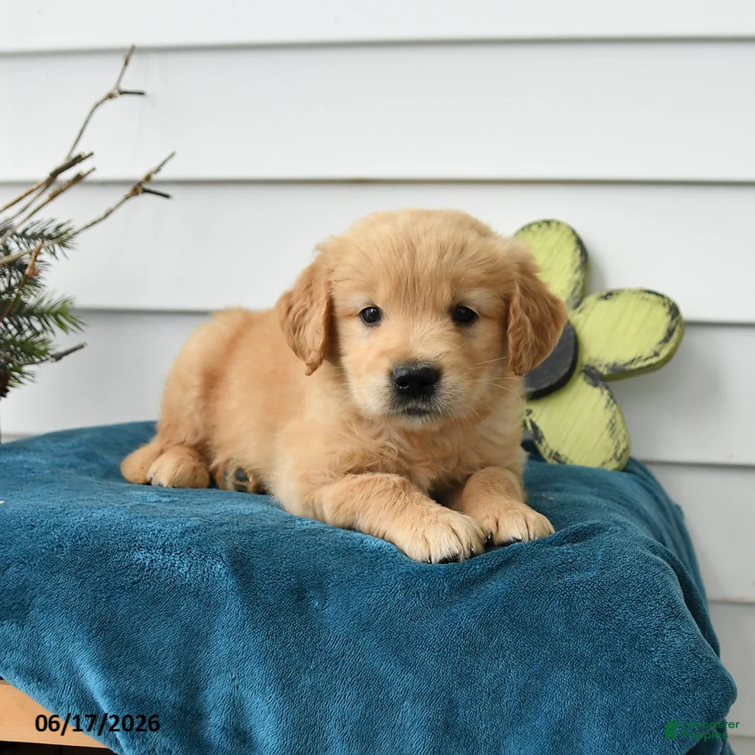 Golden Retriever dogs for sale: Maverick - Ad 3