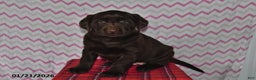 Labrador Retriever dogs for sale: Tess - Ad 3