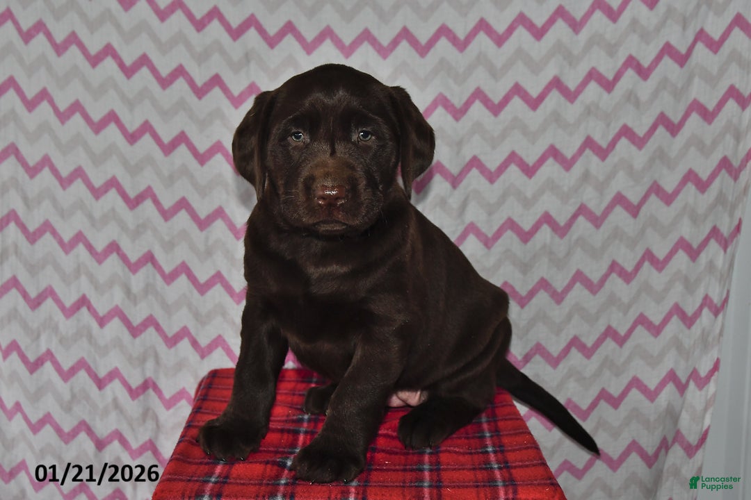 Labrador Retriever dogs for sale: Tess - Ad 3