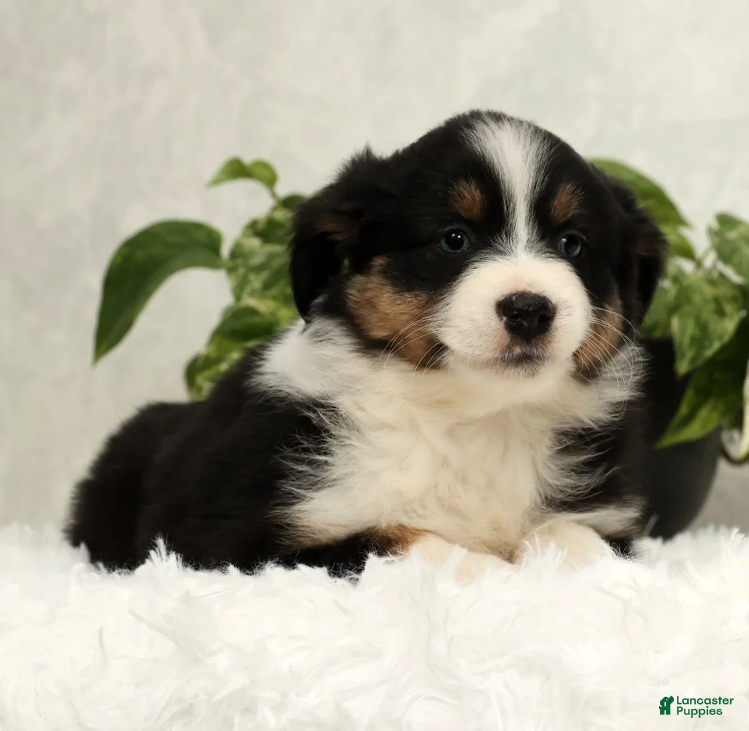 Miniature Australian Shepherd dogs for sale: Sophie - Ad 8
