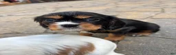 Cavalier King Charles Spaniel dogs for sale: Cavalier King Charles Spaniel Puppy 2 - Ad 3