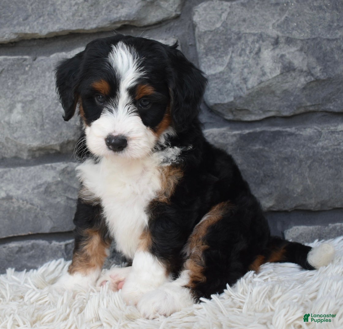 Mini Bernedoodle dogs Callie  - Ad 1