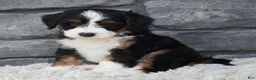 Mini Bernedoodle dogs for sale: Callie  - Ad 1