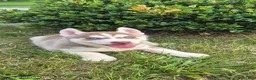 Siberian Husky dogs for sale: Samson - Ad 5