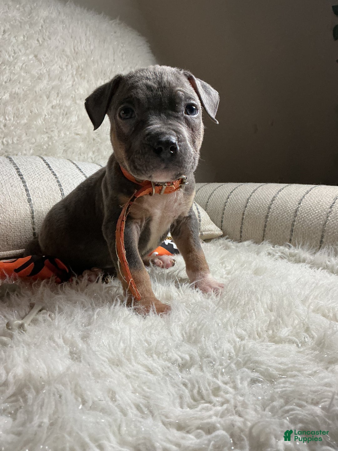 American Bully dogs for sale: Cookie Monster  - Ad 1