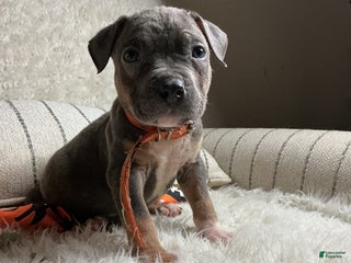 American Bully dogs Cookie Monster - Ad 7