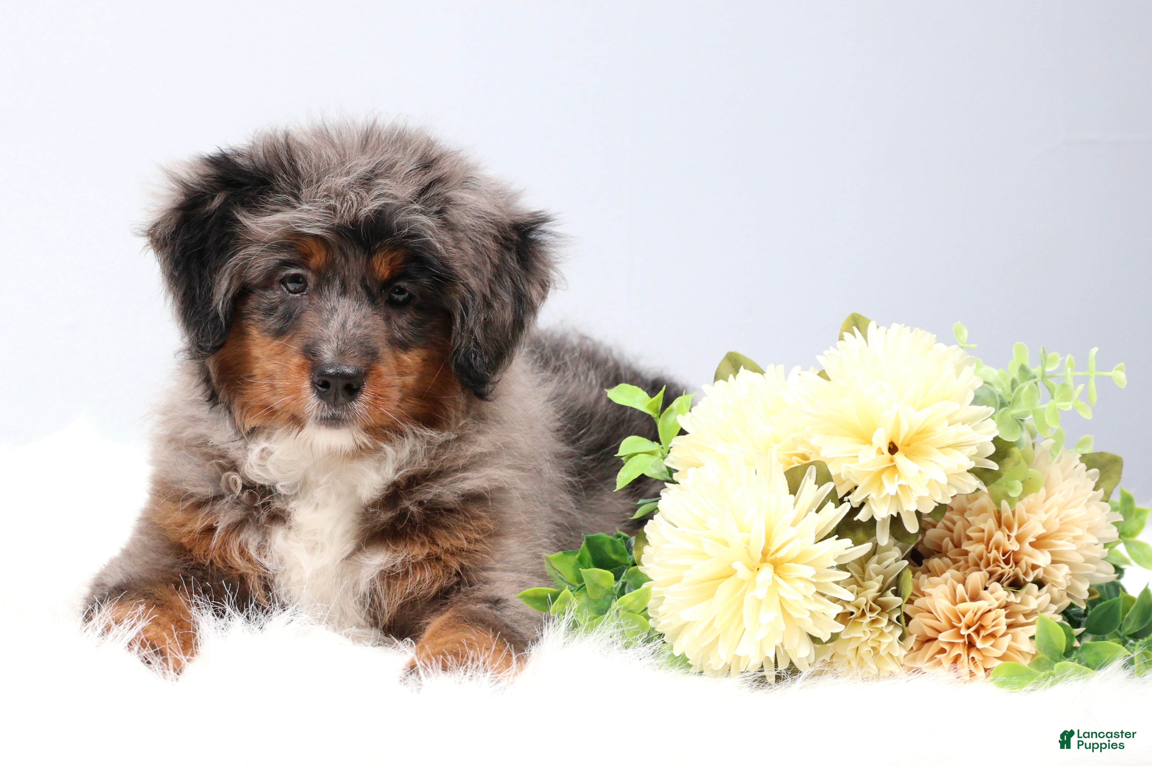 Mini Bernedoodle dogs Candy  - Ad 1