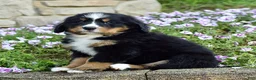 Bernese Mountain Dog dogs for sale: Ms. Beverly - Ad 7