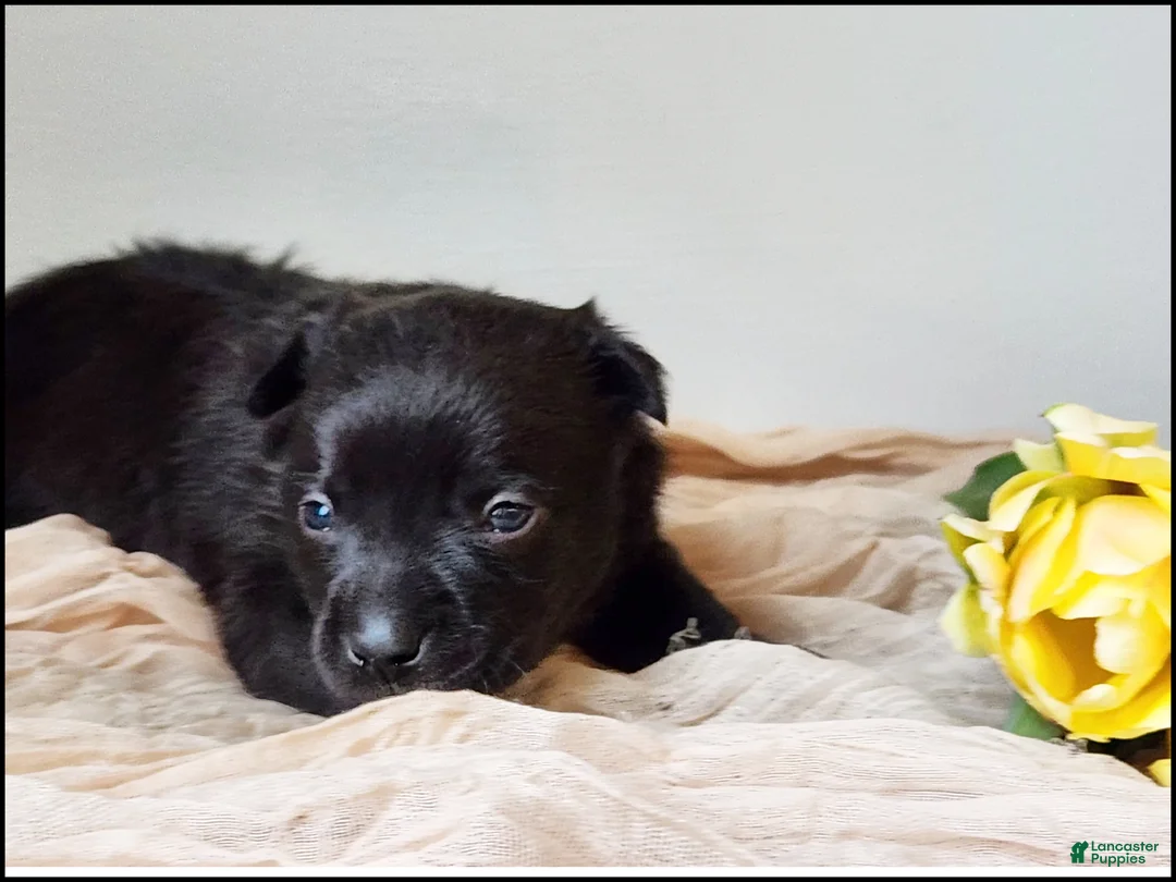 Chihuahua dogs for sale: Dusten - Ad 2