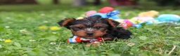 Yorkshire Terrier dogs for sale: Lola - Ad 18