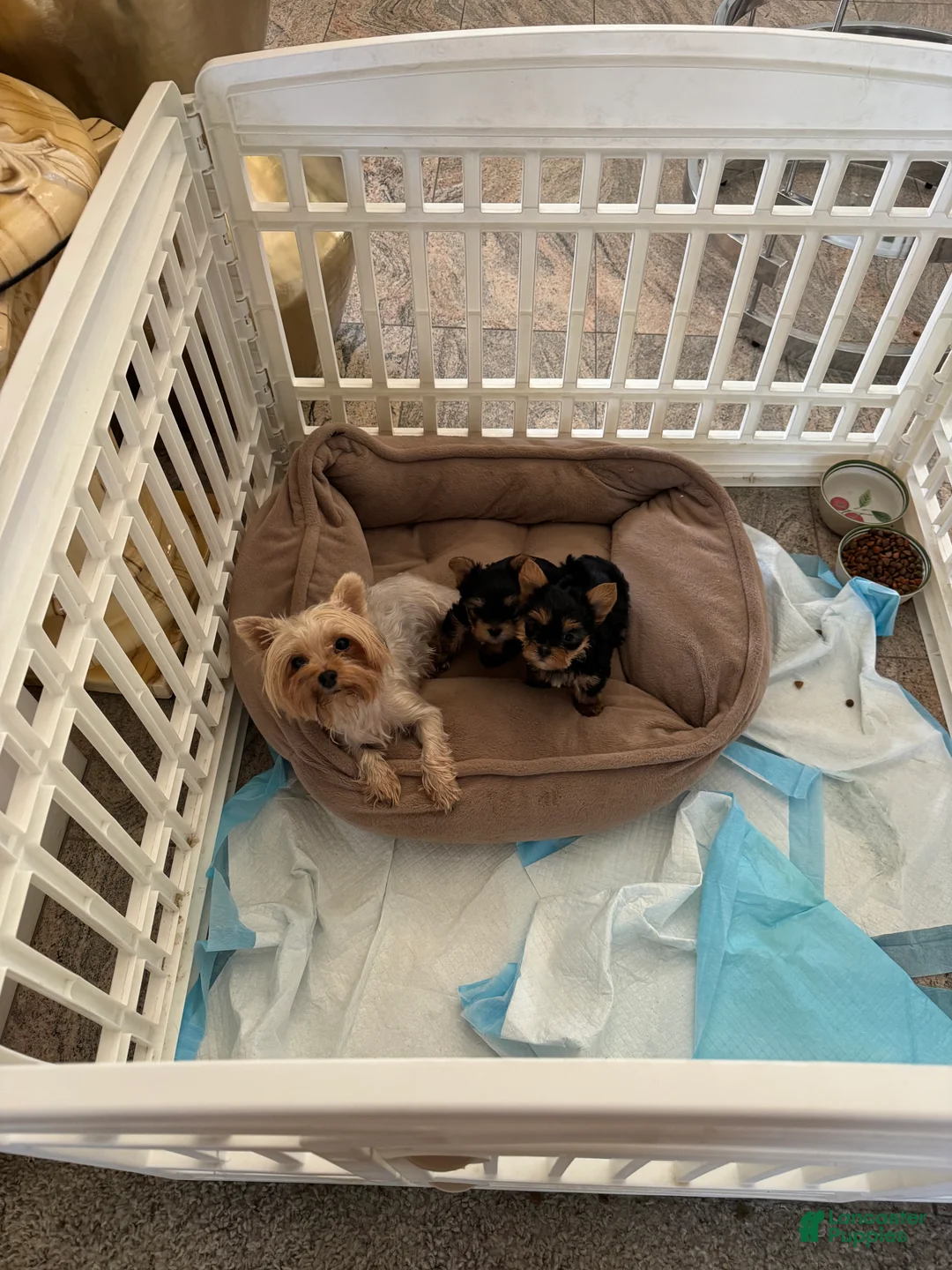 Yorkshire Terrier dogs for sale: Yorkshire Terrier 1 - Ad 2