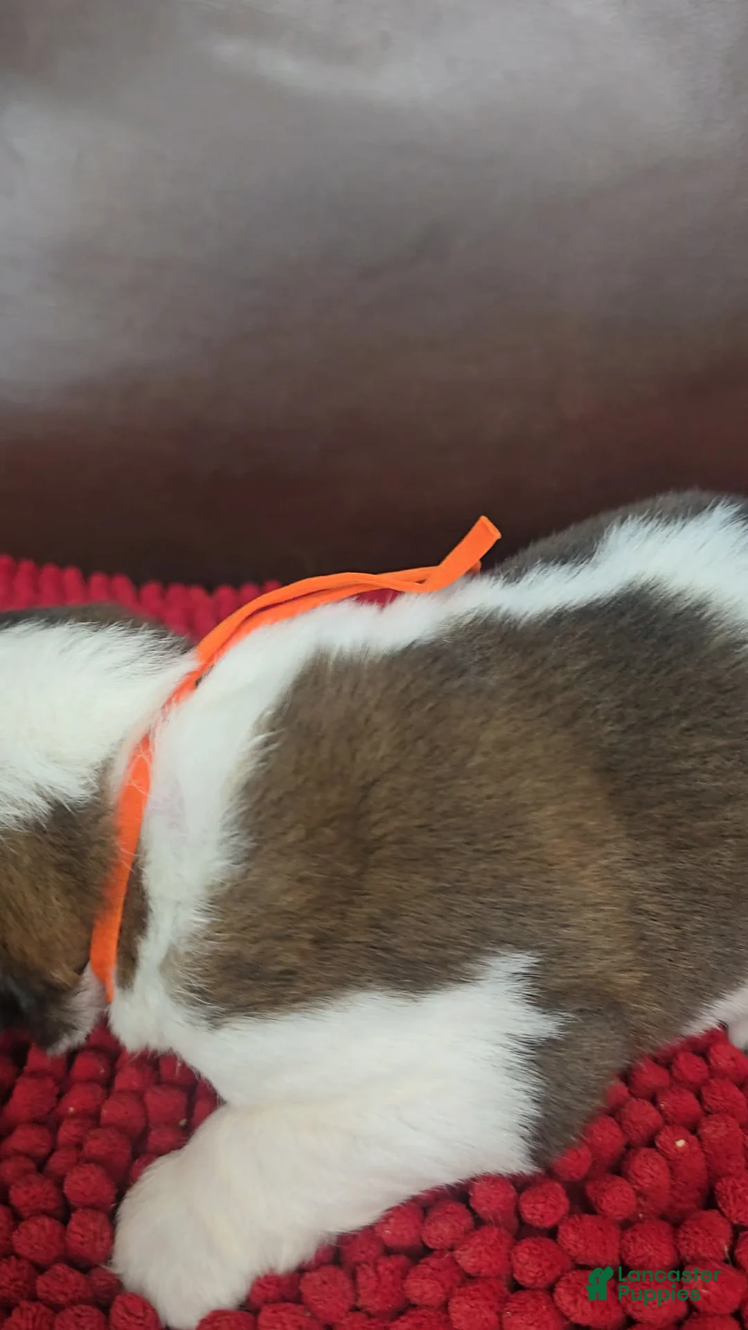 Saint Bernard dogs for sale: Todd (orange) - Ad 2