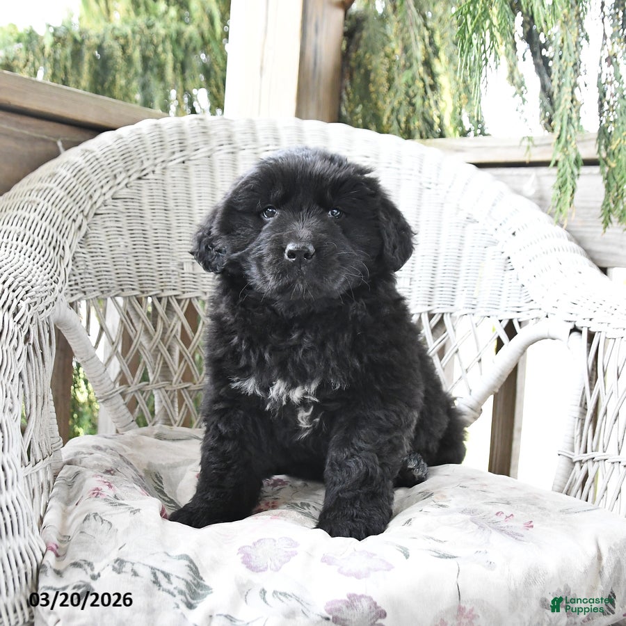 Newfoundland dogs Holly - Ad 1