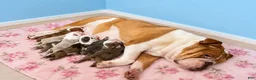English Bulldog dogs for sale: Princess  - Ad 4