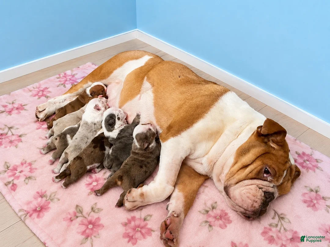 English Bulldog dogs for sale: Princess  - Ad 4