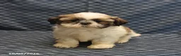 Shih Tzu dogs for sale: Patty - Ad 3