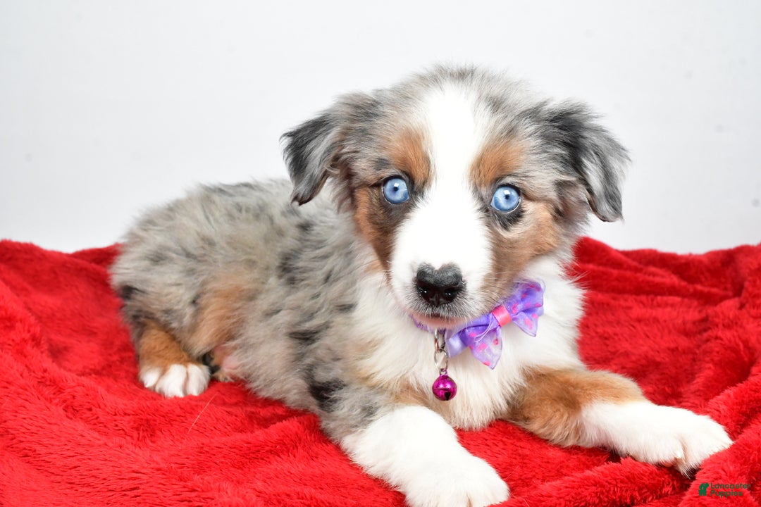 Miniature Australian Shepherd dogs for sale: Joshua - Ad 7