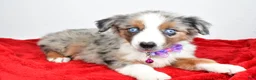 Miniature Australian Shepherd dogs for sale: Joshua - Ad 7