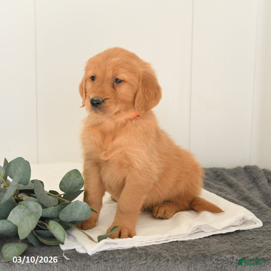 Golden Retriever dogs Maverick - Ad 2