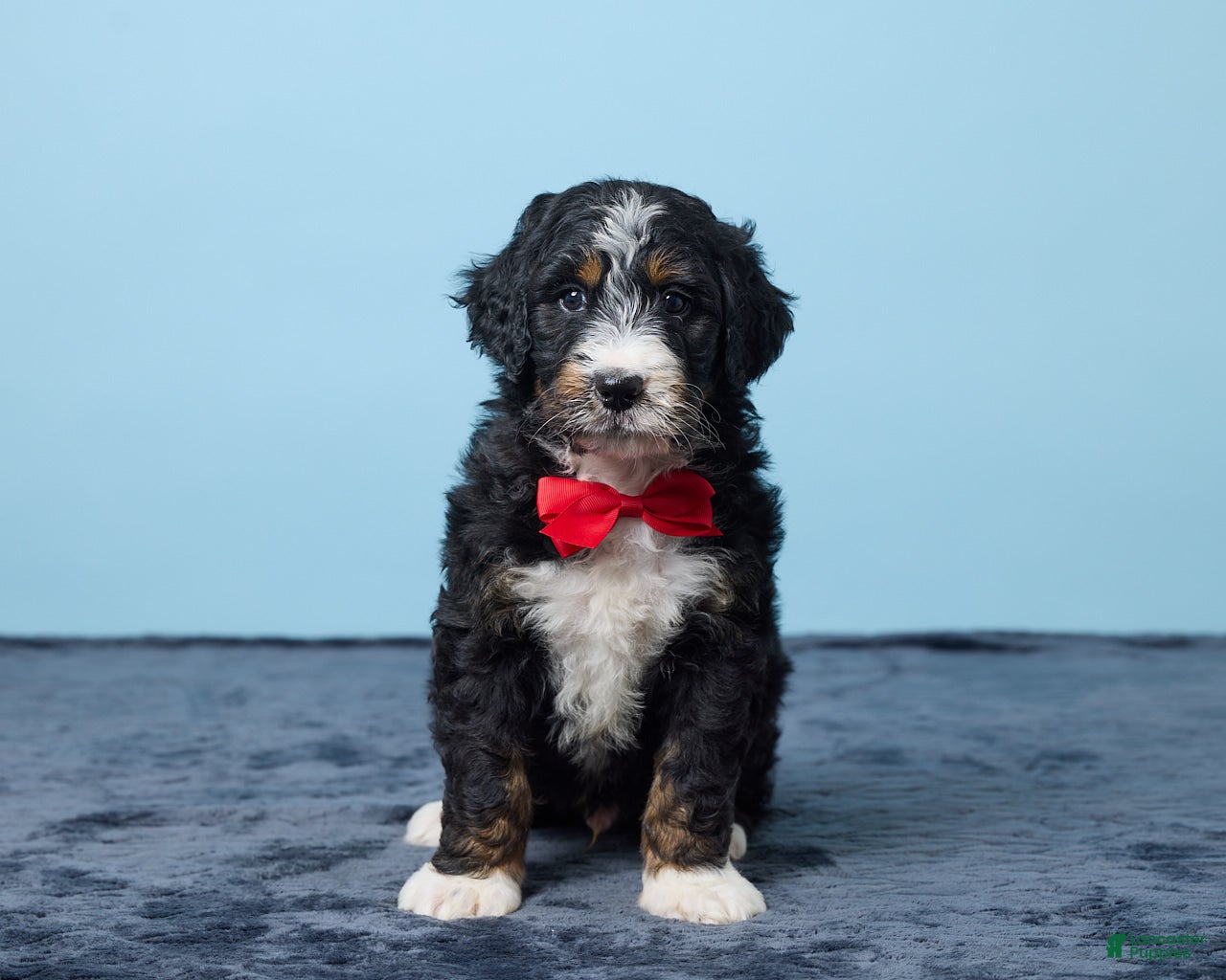 Bernedoodle dogs Jasper - Ad 1
