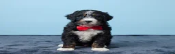 Bernedoodle dogs for sale: Jasper - Ad 4