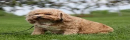 Cockapoo dogs for sale: Rover Cockapoo  - Ad 3