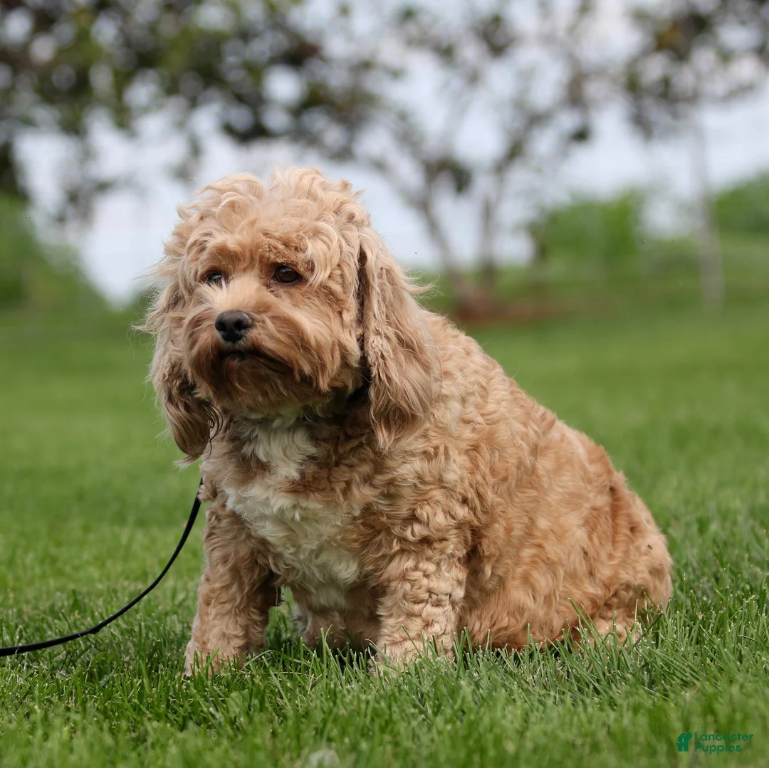 Cockapoo dogs for sale: Rover Cockapoo  - Ad 3