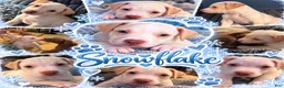 Mixed Breed dogs for sale: Meet Snowflake! ❄️🐾 - Ad 2