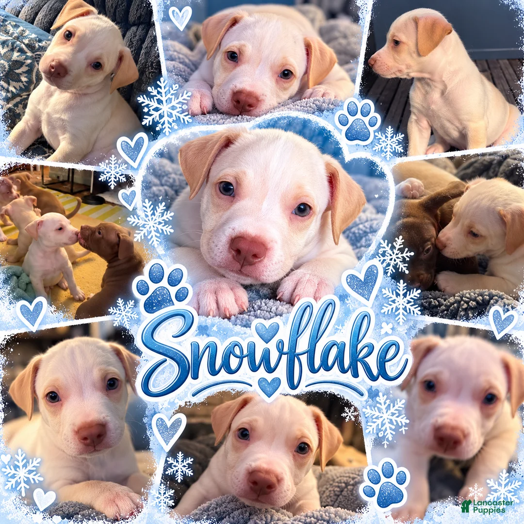 Mixed Breed dogs for sale: Meet Snowflake! ❄️🐾 - Ad 2