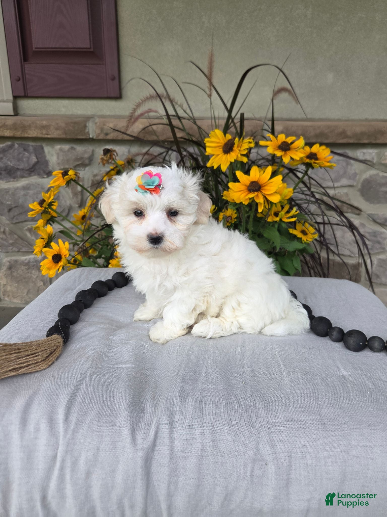 Maltese dogs Chloe - Ad 1