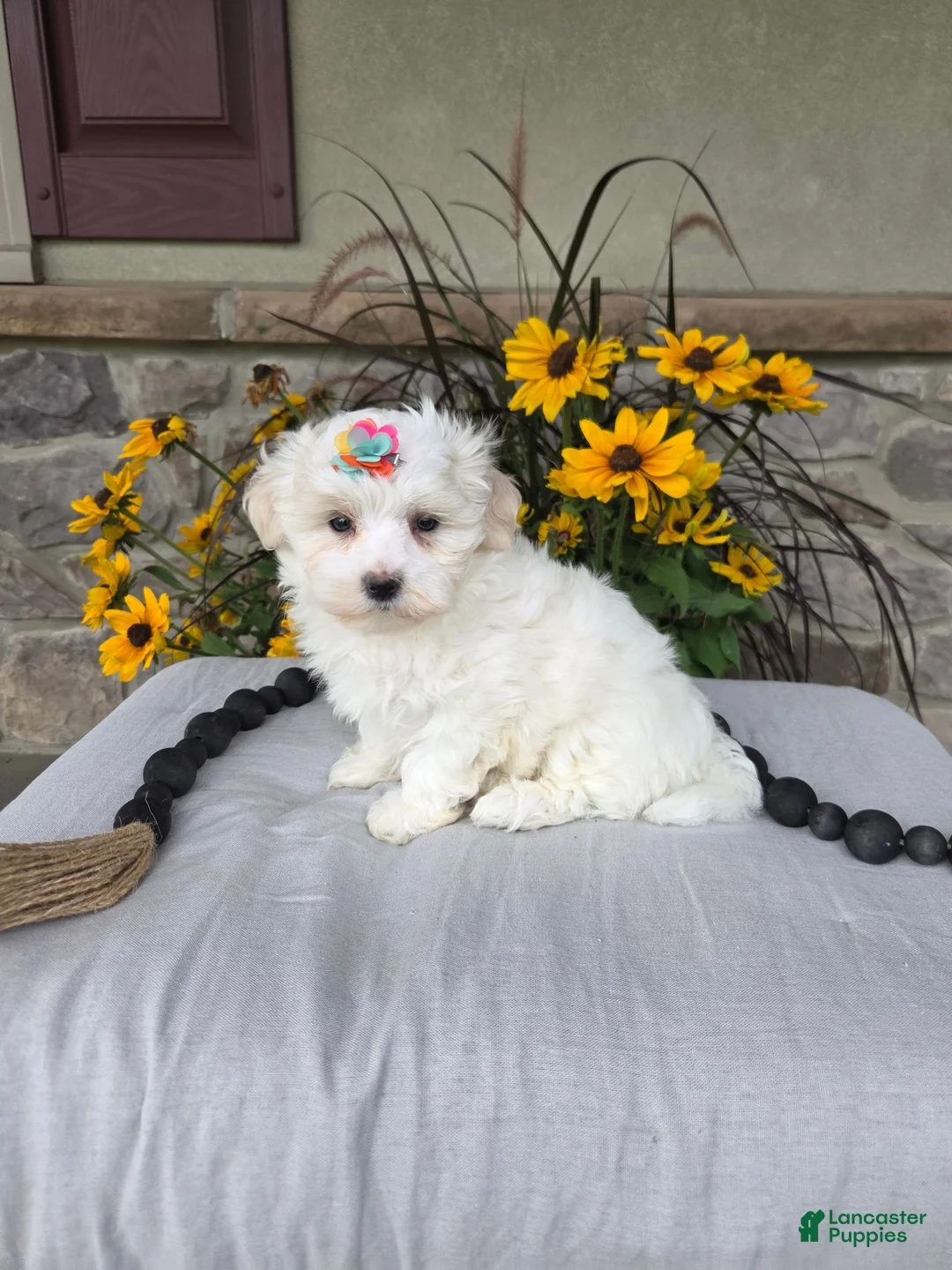 Maltese dogs for sale: Chloe - Ad 1