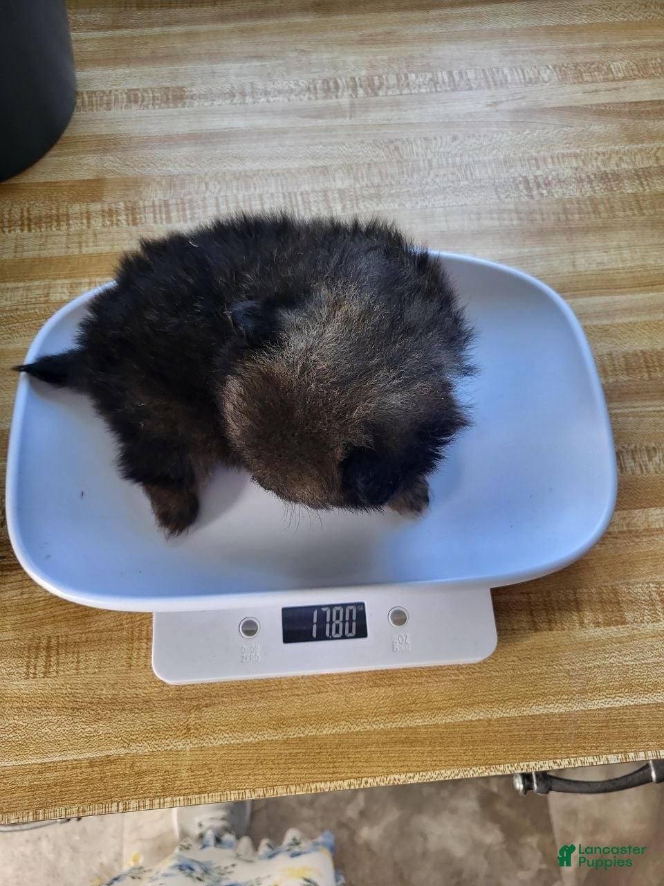 Pomeranian dogs Hugo - Ad 2