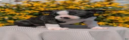 Boston Terrier dogs for sale: Turbo - Ad 4
