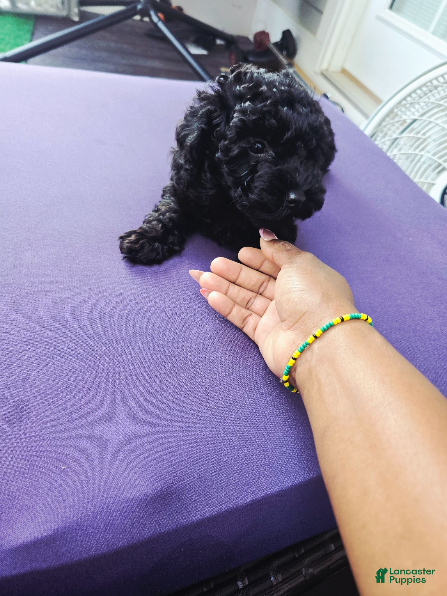 Toy Poodle dogs Toy Poodle- Nala - Ad 23