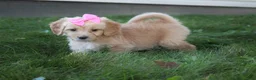 Mini Goldendoodle dogs for sale: Dolly 🎀 - Ad 8