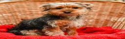 Yorkshire Terrier dogs for sale: Mittens - Ad 1