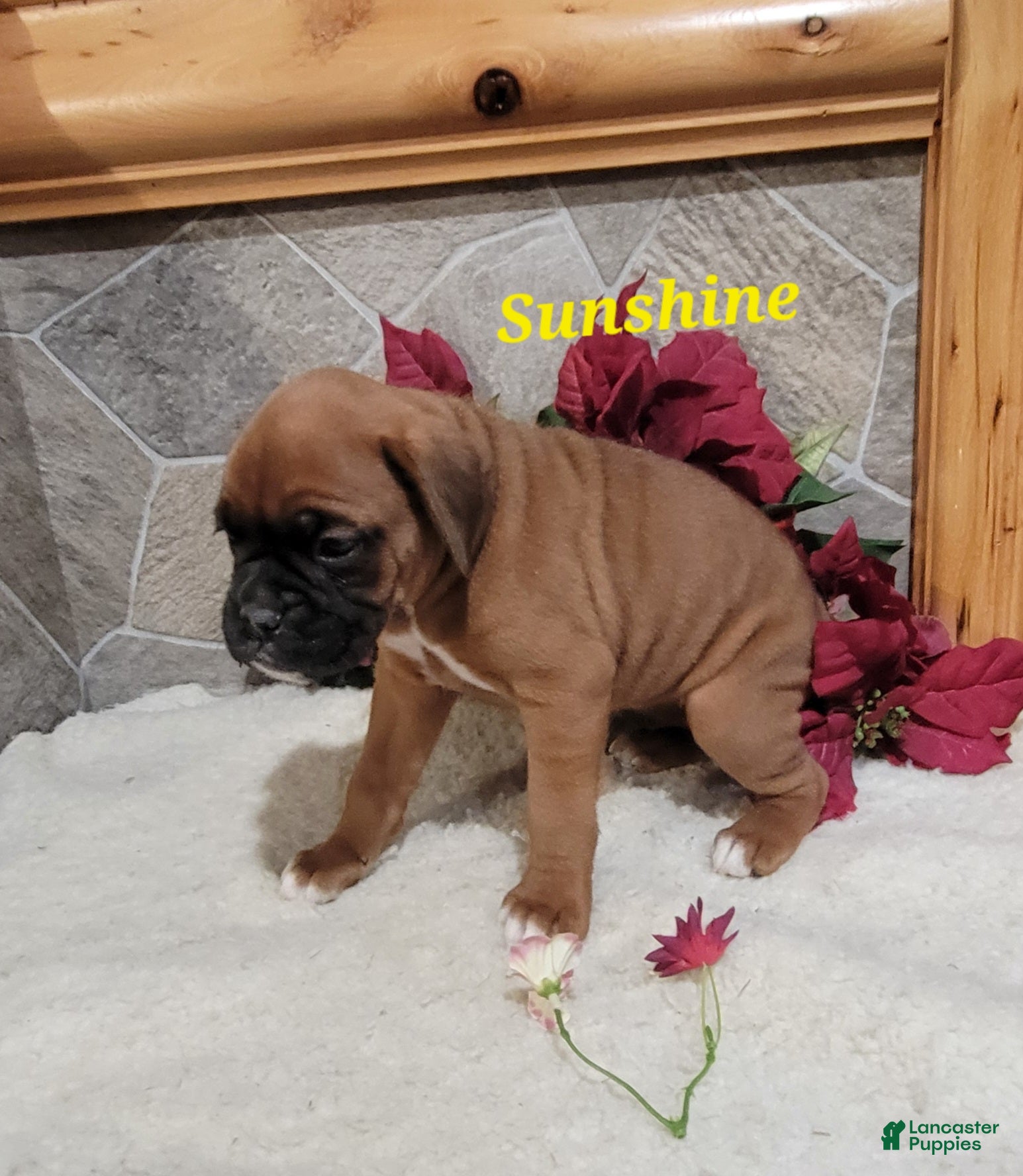 Boxer dogs Sunshine - Ad 7