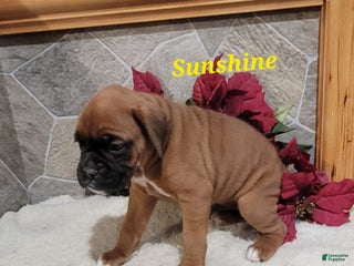 Boxer dogs Sunshine - Ad 5