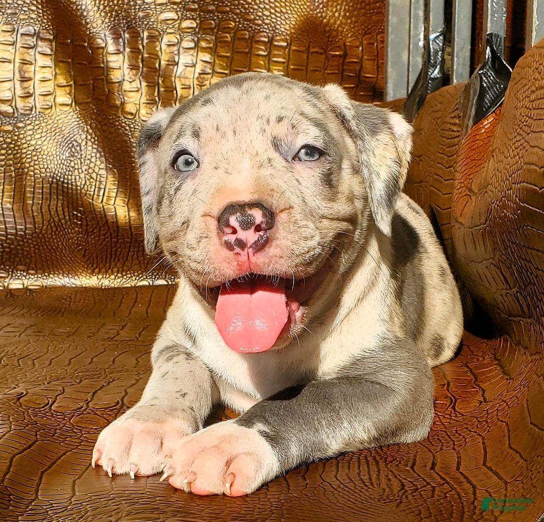 American Bully dogs for sale: "THA ROCK" - Ad 5