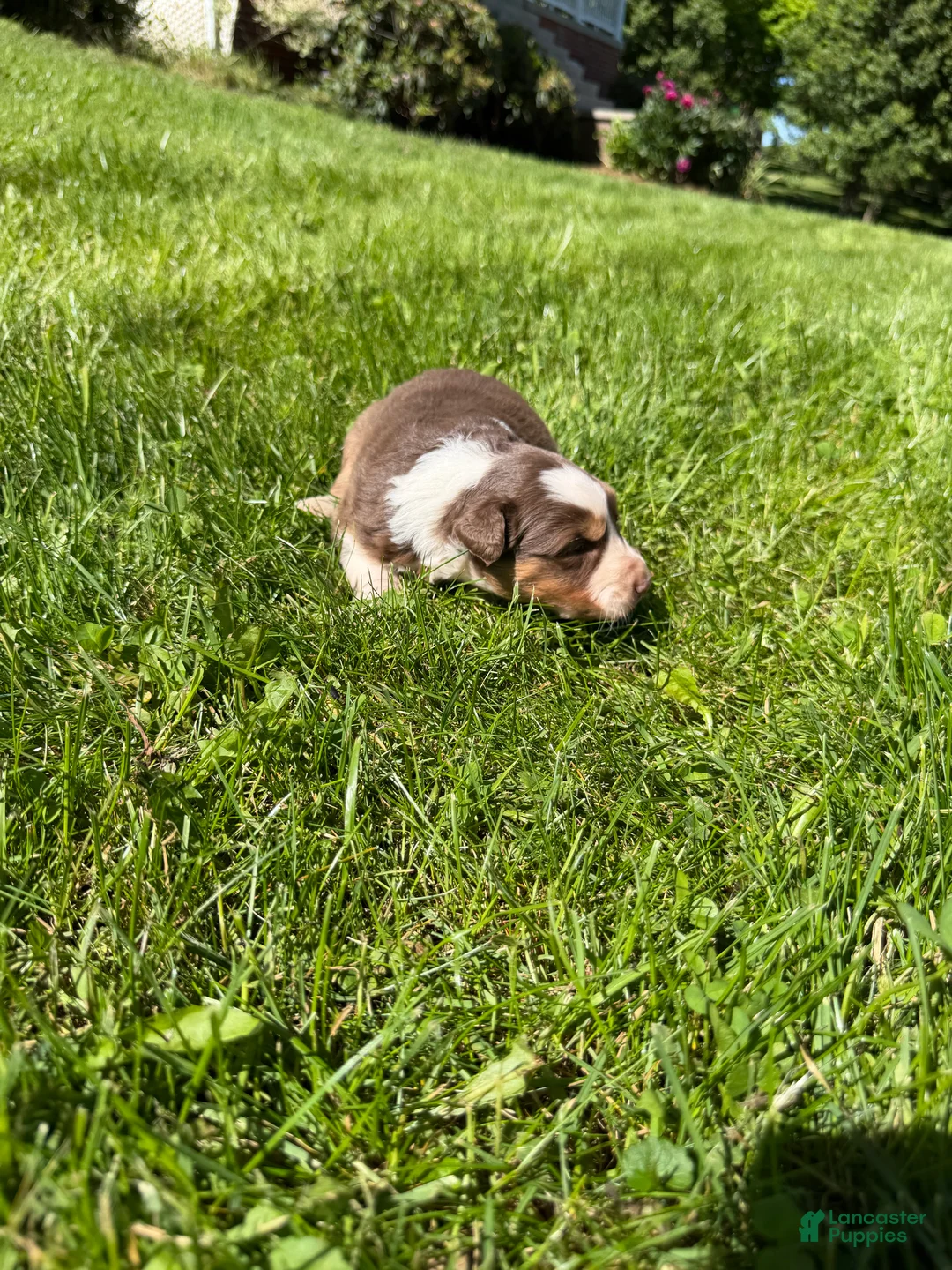 Mixed Breed dogs for sale: Mixed Breed 3 - Ad 2