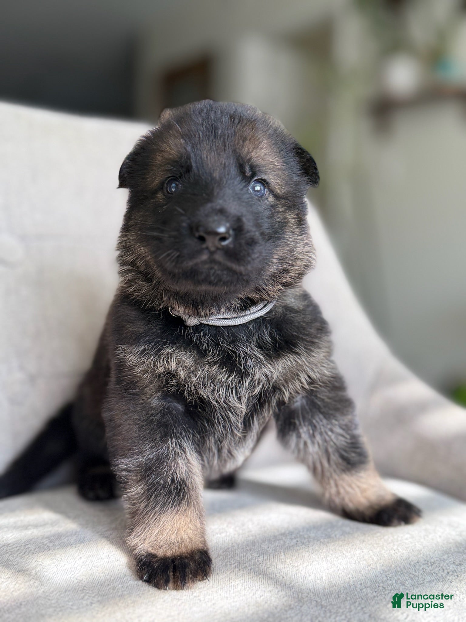 German Shepherd dogs German Shepherd Puppy Storm - Ad 8