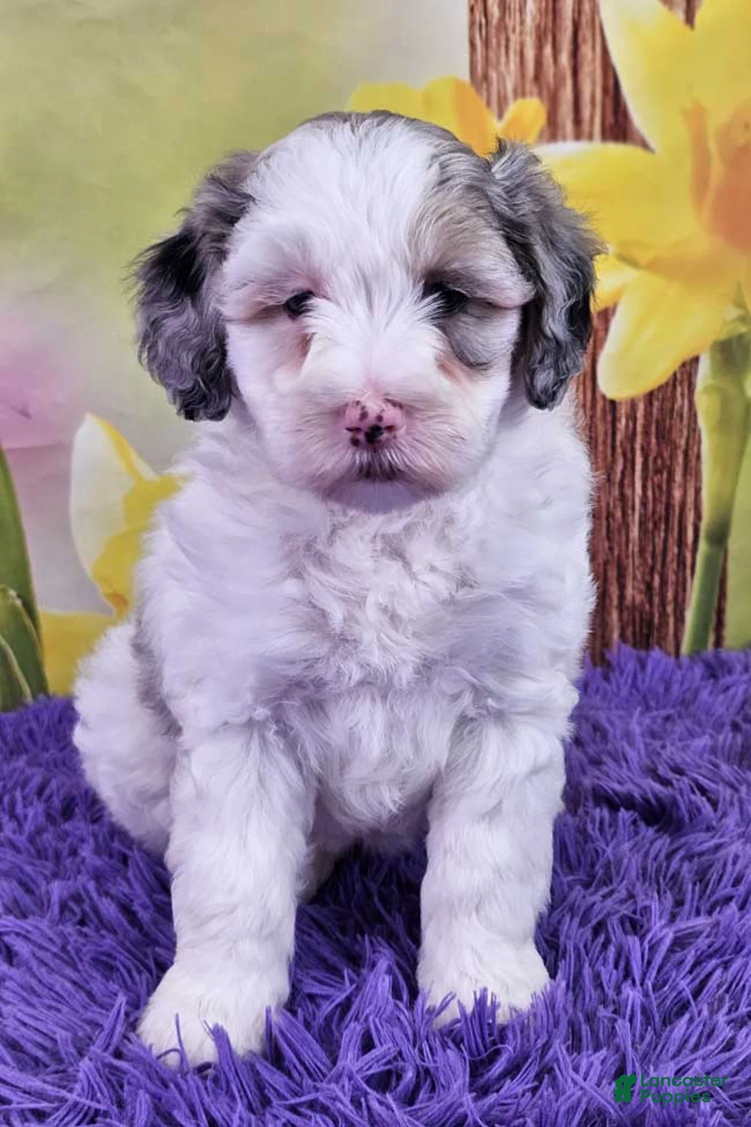 Mini Sheepadoodle dogs for sale: Tulip - Ad 1