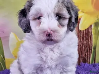 Mini Sheepadoodle dogs Tulip - Ad 19