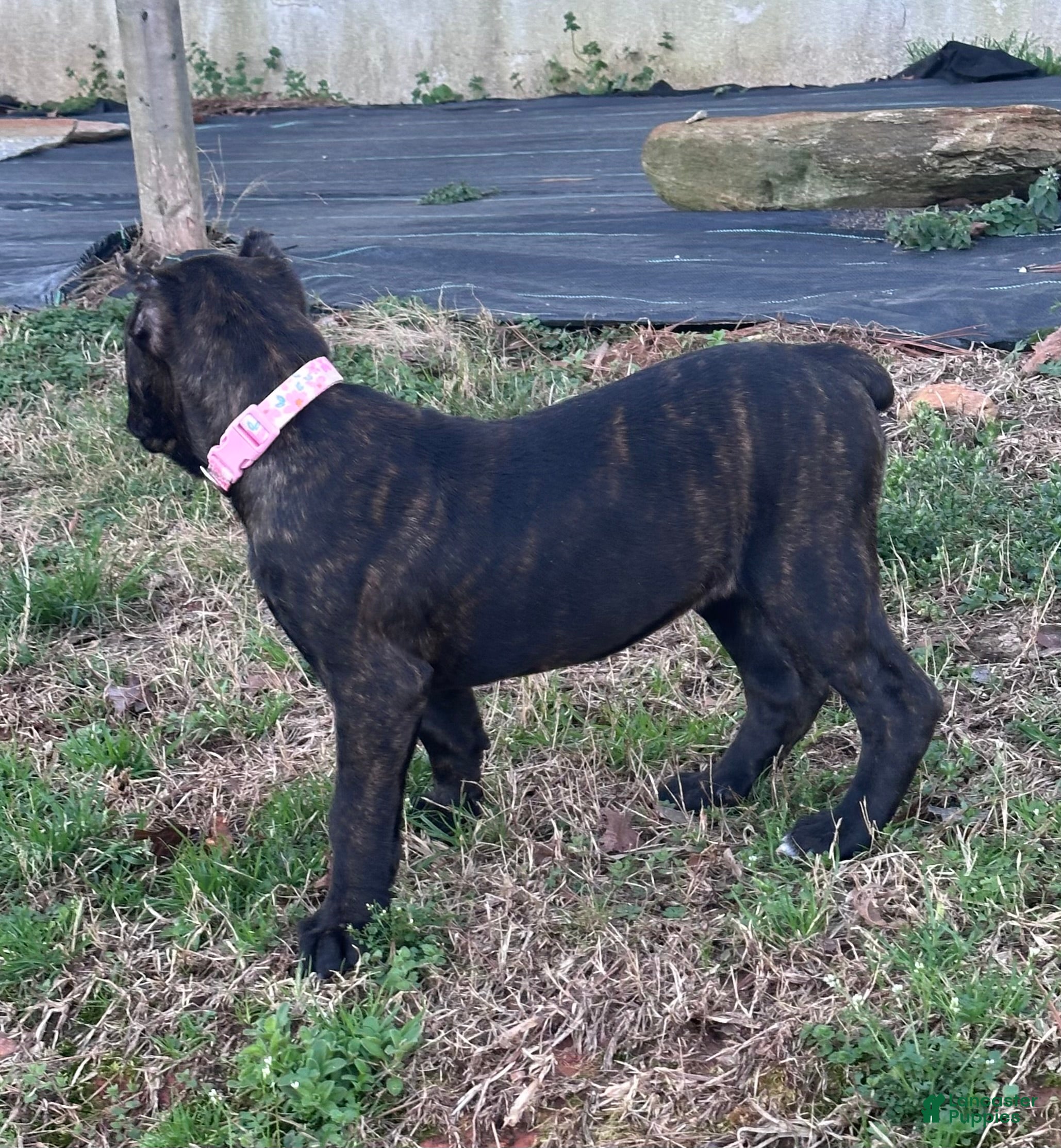 Cane Corso dogs Cane Corso Puppy 7 - Ad 24