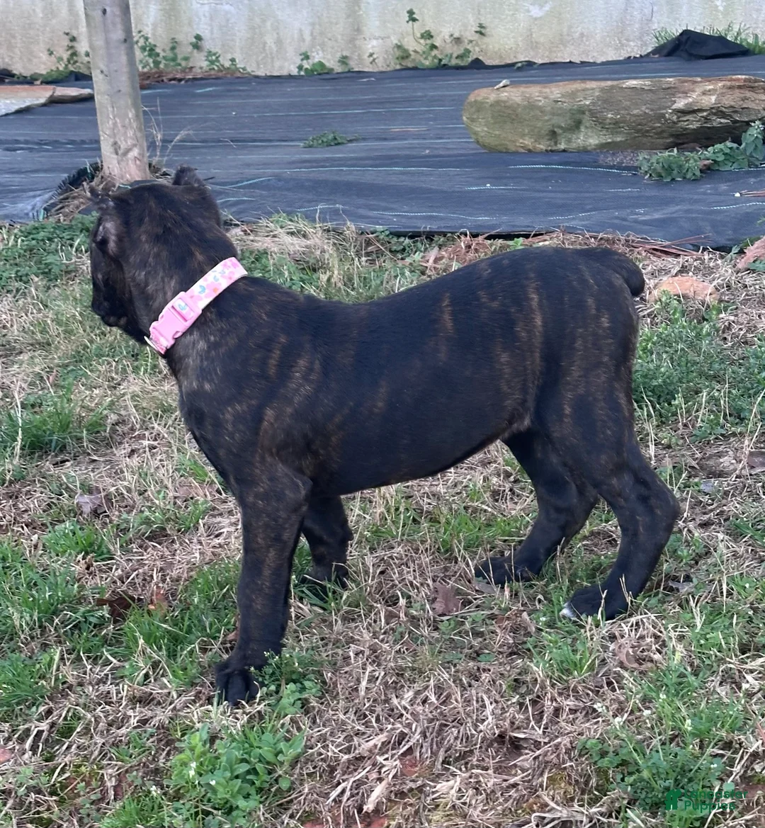 Cane Corso dogs for sale: Cane Corso Puppy 7 - Ad 1