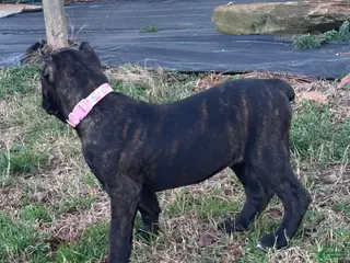 Cane Corso dogs Cane Corso Puppy 7 - Ad 9