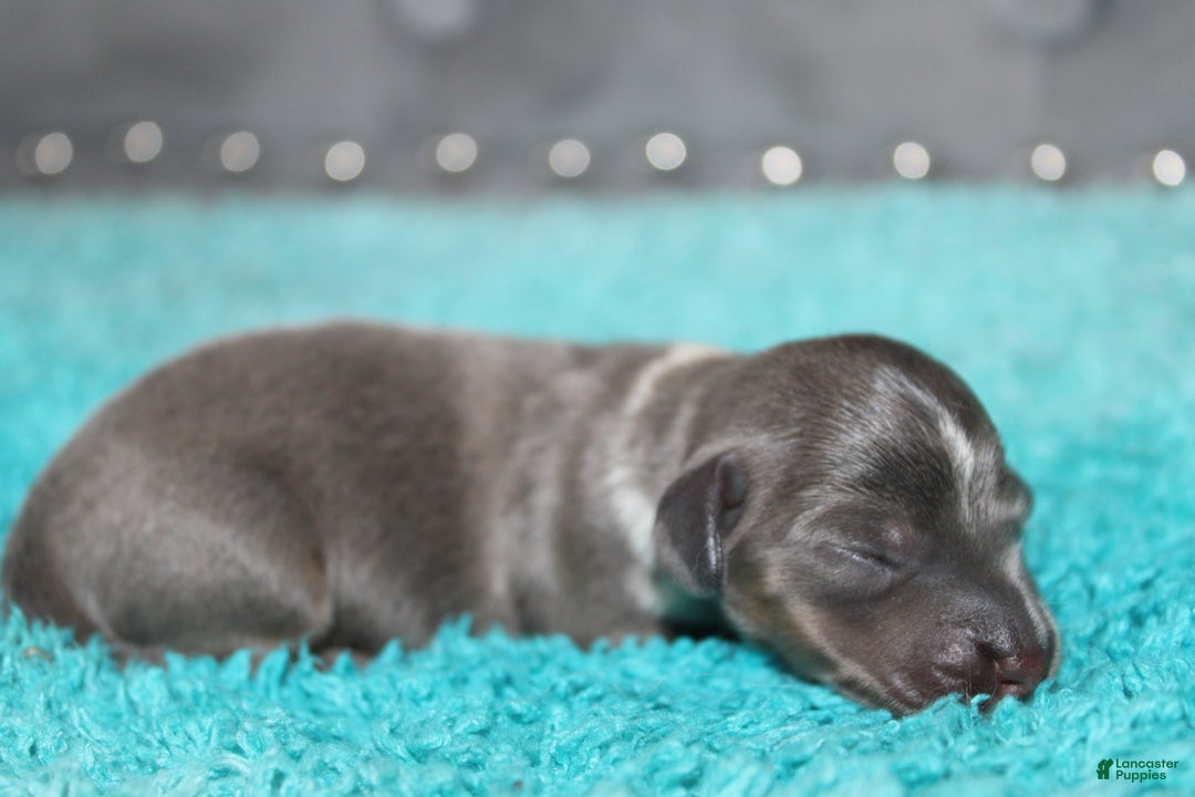Miniature Dachshund dogs for sale: Belle Mini - Ad 3